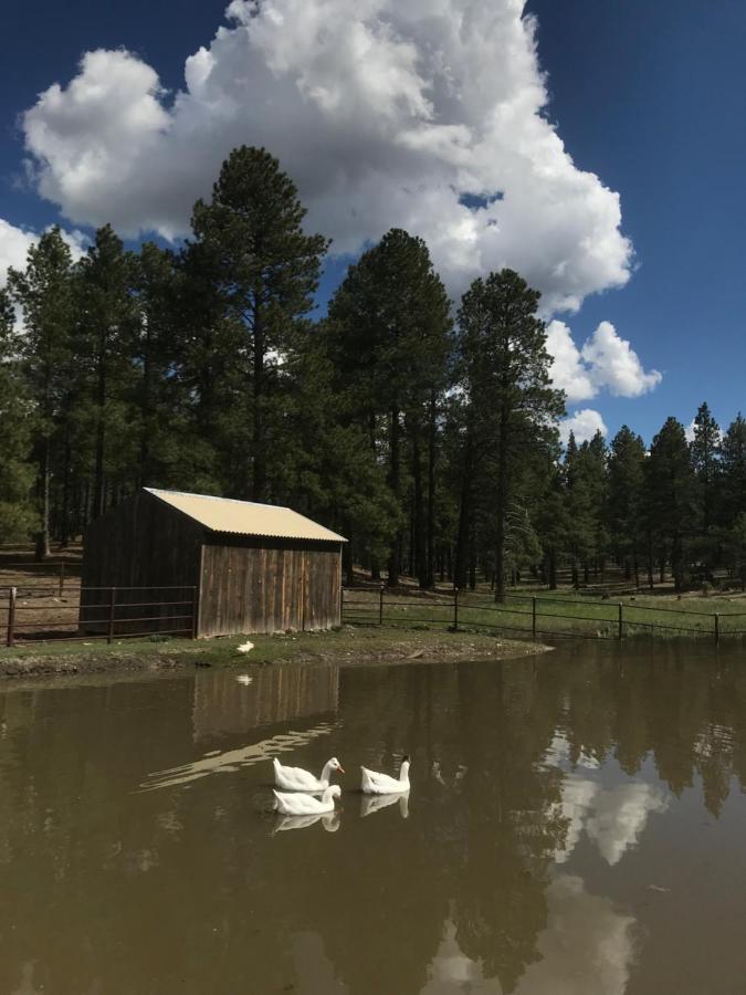 Grand Canyon Cottage At Historic Wrigley Ranch With Horseback Riding & Shooting Parks Esterno foto